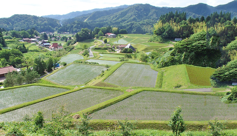 棚田